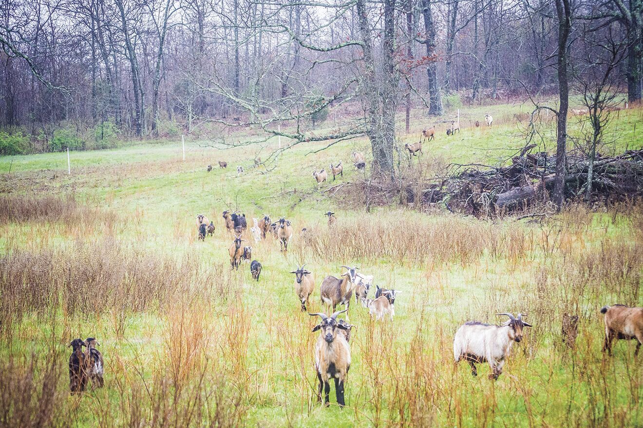 Grazing goats